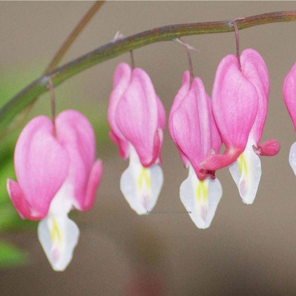5x7 Original Photography Bleeding Hearts Blooming - Picture 1 of 1